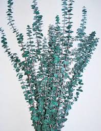 Winlyn 6 pcs mixed eucalyptus leaves sprays artificial silver dollar eucalyptus leaves branches fake eucalyptus leaves stems for vase. Dried Eucalyptus Branches Preserved Eucalyptus Leaves For Sale Dried Eucalyptus Eucalyptus Branches Artificial Flora