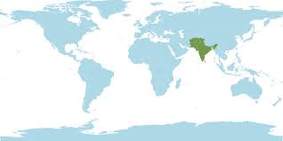 Image result for Phacelurus