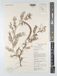 Image result for Acacia haematoxylon