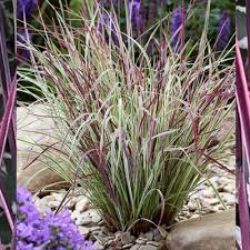 Image result for Stolzia compacta