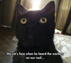 16 Expressions Of Scared Animals That Will Make You Just Laugh Funny Animal Memes Funny Animal Pictures Cats