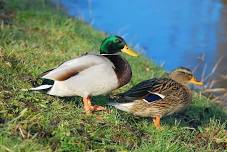 Ducks of Lake Michigan - Memory Cafe