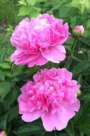 Pagesbusinesseslocal servicebusiness servicepink peony flowers and gifts. Peony Tips And Guidance For The Best Possible Care