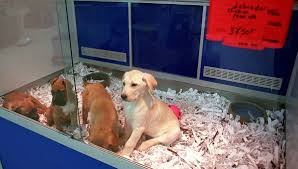 Home » equipement animaux » le bon coin france animaux. Interdire La Vente De Chiens Dans Les Animaleries Une Bonne Idee Pour Des Eleveurs Mayennais