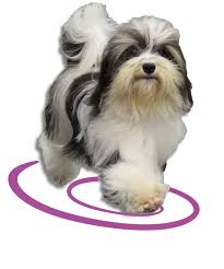 Maybe you would like to learn more about one of these? Forever Poodles Honor Havanese Of Florida Has Akc Miniature Standard Poodle Puppies And Havanese Poodle Puppy Havanese Puppies For Sale Toy Poodle Puppies