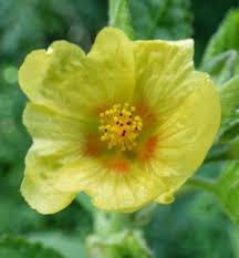 Image result for Sida chrysantha