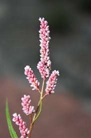 Image result for Persicaria decipiens