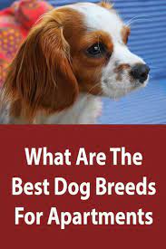 Best Dog Breeds For Apartments Apartment Dogs Breeds Apartment Dogs Best Dog Breeds