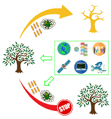 Sustainability Free Full Text From Nucleotides To Satellite Imagery Approaches To Identify And Manage The Invasive Pathogen Xylella Fastidiosa And Its Insect Vectors In Europe Html
