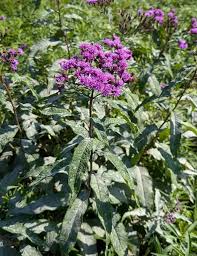 Image result for Vernonia purpurea