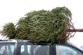 Wir können alle fragen, ob sie zeit haben. Weihnachtsbaum Entsorgen So Machst Du Es Richtig Brigitte De