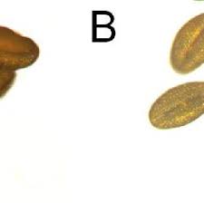 Image result for Tragia grandistipularis