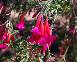 Image result for Cantua