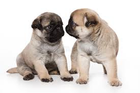This is exactly what the sweet dogs on this list of the cutest pug puppies do. 1 435 Pug Puppies Photos Free Royalty Free Stock Photos From Dreamstime