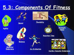 What are the main 5 components of fitness? 10 Components Of Fitness