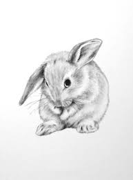 Cutedrawing Cute Drawing Bunny Bunny Sketches Rabbit Drawing Cute Drawings