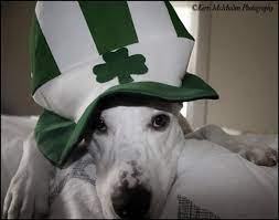 Aww He S Wearing A Hat For Irish Day Irishdog Irishhat Irishclover Dogholiday Irish Hat Irish Dog Irish Clover