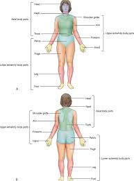 Top muscular system quizzes : 1 Basic Kinesiology Terminology Musculoskeletal Key