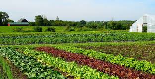 Dec 07, 2020 · ketahui 5 jenis sayuran yang berharga mahal, ada yang mencapai jutaan rupiah lo! 23 Tanaman Sayur Manfaat Jenis Cara Tanam Dll Lengkap