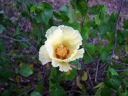 Image result for Gossypium