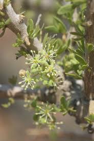 Image result for Boscia foetida