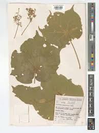 Image result for Sterculia quinqueloba