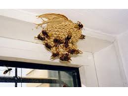 Pic sind hornissen nachtaktiv » wissenswertes zu ruhe und schla ; Ich Habe Ein Hornissennest Was Kann Ich Tun Landeshauptstadt Munchen