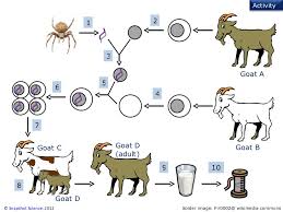 Pros And Cons Of Transgenesis Custom Paper Example