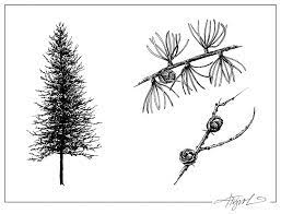 Your generosity makes tamarack possible. Tamarack The Outside Story