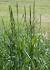 Meadow Grasses