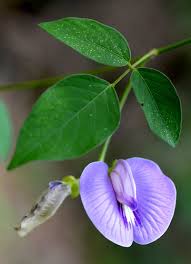 Image result for Centrosema