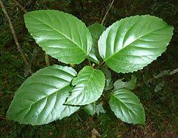 Image result for Kotschya prittwitzii