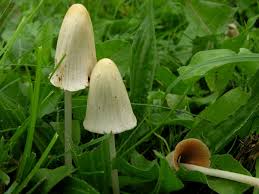 Image result for Conocybe lactea