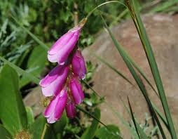 Image result for Dierama formosum/plowesii intermediates