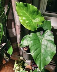 Discount99.us has been visited by 1m+ users in the past month Alocasia Odora Best Growing Tips Plantophiles