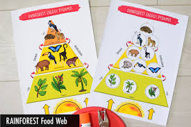 Rainforest Food Chain Lesson For Kids - Lesson | Study.Com