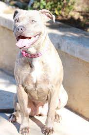 Animal control officers of daytona beach police department rescue a frozen pit bull puppy who was left to die under a bridge. A Pit Bull Rescue Colorado Apbrc Home Facebook