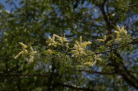 Image result for Acacia welwitschii