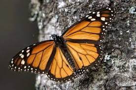 Ruta Por Norteamerica De La Mariposa Monarca En Peligro De Extincion Sociedad Y Justicia La Jornada
