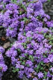 Rhododendron Impeditum 1 X 2 5 G Purple Garden Rhododendron Botany