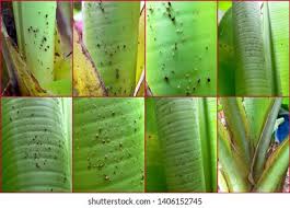 Banana aphid pentalonia nigronervosa is the vector of all of the above. Banana Aphid Pentalonia Nigronervosa Hemiptera Aphididae Stock Photo Edit Now 1406152745