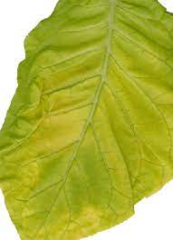 Virginia Gold Leaf Farm Images Tobacco Plant Leaves