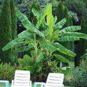 Musa ice cream banana / blue java banana plant live fruit tree. Ice Cream Banana Musa Acuminata Blue Java In The Bananas Database Garden Org