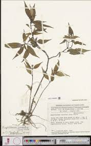 Image result for Melastomastrum segregatum