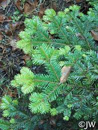 Image result for Rungia grandis