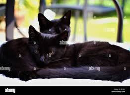 Two Black Cats Basking Sitting In The Sun In The Summer Sunshine In The Garden Dublin Ireland Black Kittens Stock Photo Alamy