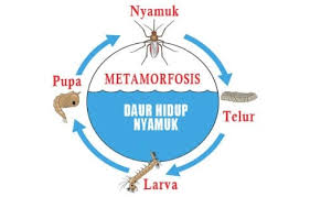 To explain the stages of he process of how. Explanation Metamorfosis Katak Masnurul