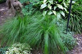 Image result for Carex sp.no.1