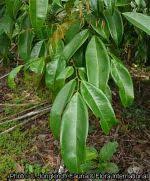 Image result for Dialium holtzii