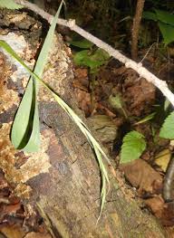 Image result for Brachypodium flexum